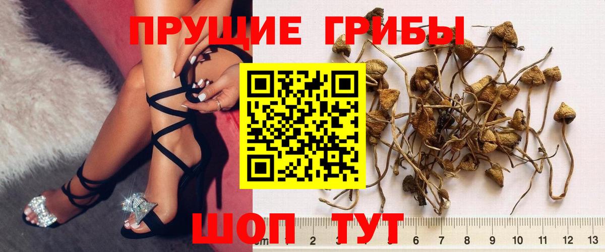 магазин продажи   Вход с VPN  Псилоцибиновые грибы GOLDEN TEACHER  Лабинск  Галлюциногенные грибы Cubensis 